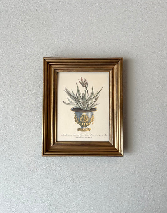 Vintage Aloe Art Mezzotint, Johann Weinmann