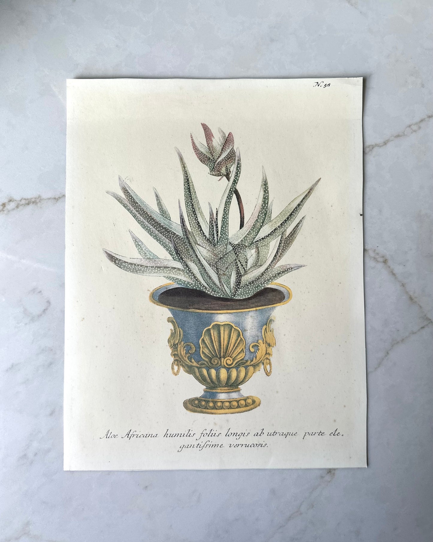 Vintage Aloe Art Mezzotint, Johann Weinmann