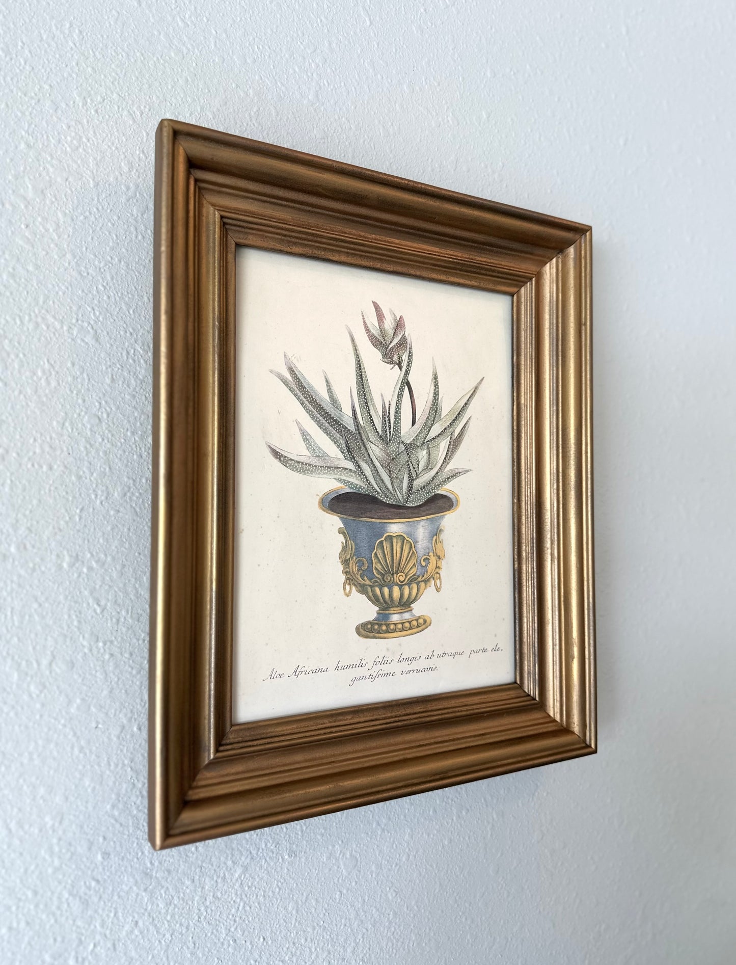 Vintage Aloe Art Mezzotint, Johann Weinmann